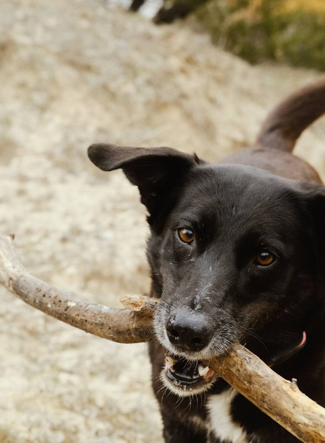 Black dog outdoors holding a large stick in its mouth, standing on sandy ground at Bluff View at Frederick Creek.